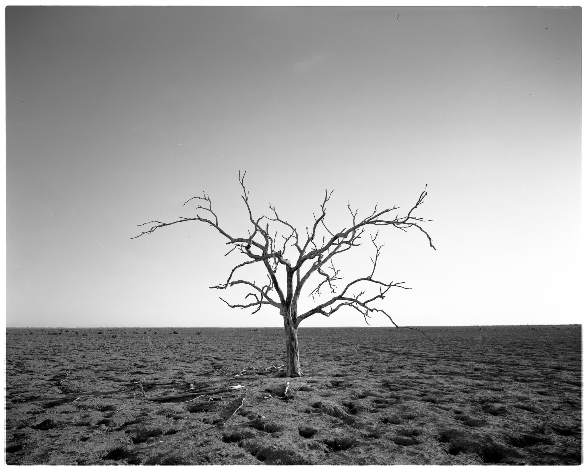 1000 miles to the nearest carrot cake